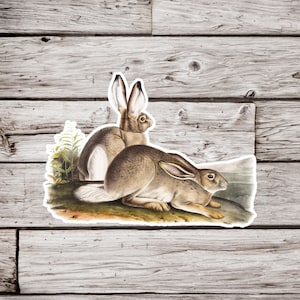Hare Sticker, Rabbit Sticker, Bunny Sticker, Vintage Rabbit Sticker, Waterproof Sticker, Animal Sticker, Wildlife Sticker