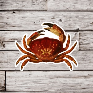 Crab Sticker, Crustacean Sticker, Ocean Sticker, Beach Sticker, Natural History Sticker, Waterproof Sticker, Red Crab Sticker