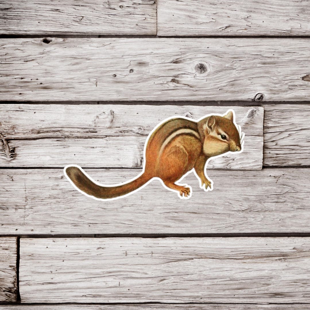 Chipmunk Sticker, Natural History Sticker, Vintage Chipmunk Sticker ...