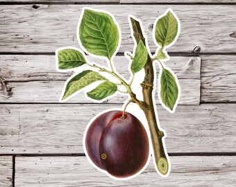 Plum Sticker, Botanical Sticker, Waterproof Sticker, Fruit Sticker, Vintage Peach Sticker, Natural History Sticker, Orchard Sticker