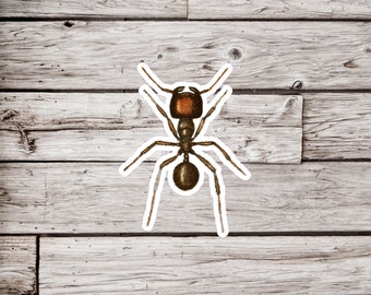 Ant Sticker, Insect Sticker, Bug Sticker, Waterproof Sticker, Natural History Sticker