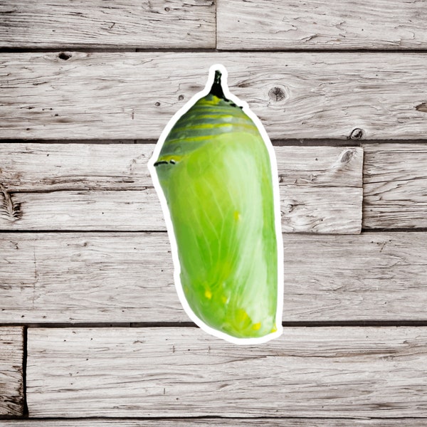 Monarch Chrysalis Sticker or Magnet, Chrysalis Sticker, Butterfly Sticker, Monarch Sticker, Waterproof Sticker, Chrysalis Magnet