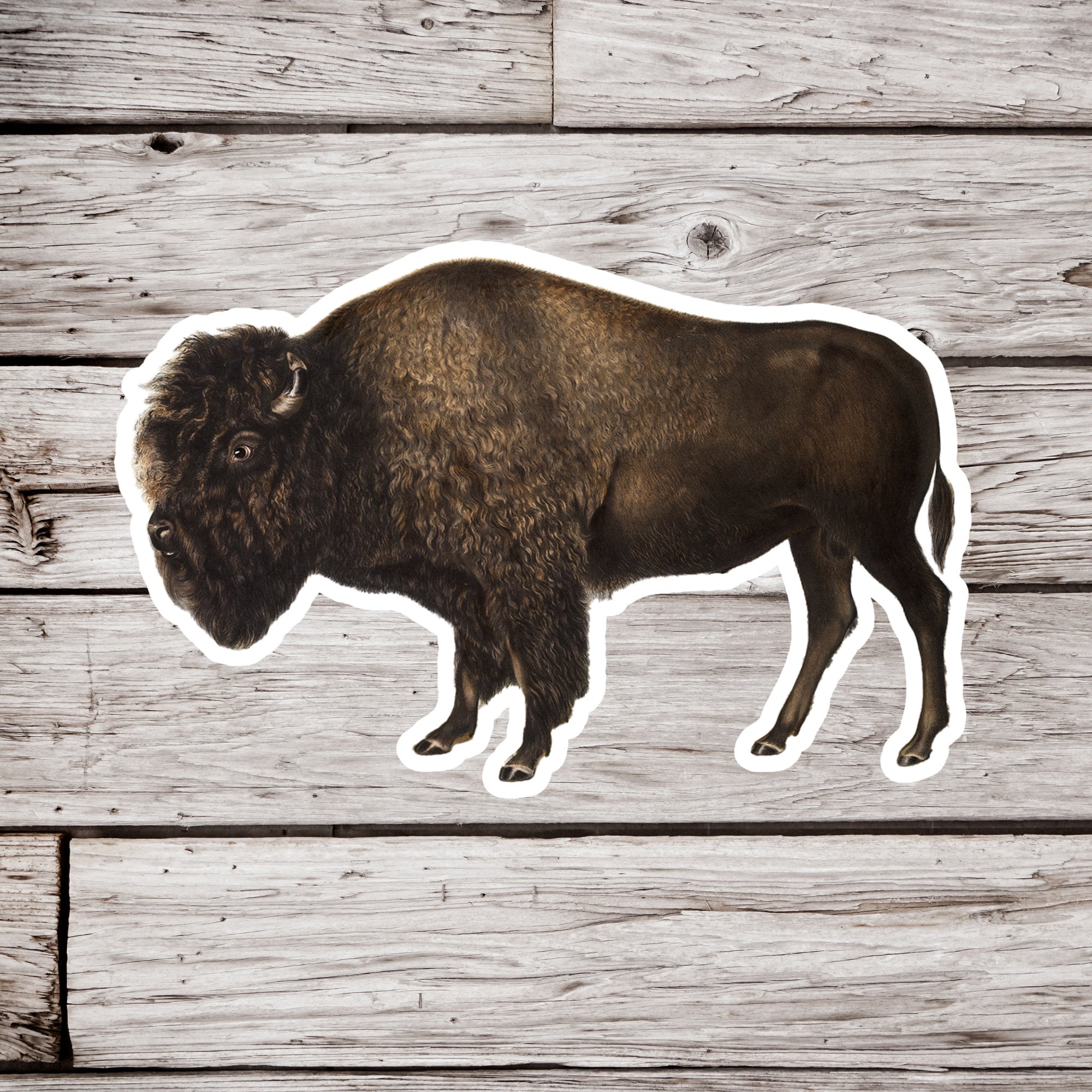Bison Sticker, Buffalo Sticker, Natural History Sticker, Waterproof ...