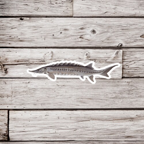 Sticker esturgeon, Sticker esturgeon poisson, Sticker imperméable, Sticker poisson, Sticker pêche, Sticker pêcheur, Sticker rivière