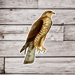 Hawk Sticker, Bird Sticker, Vintage Bird Sticker, Wildlife Sticker, Animal Sticker, Waterproof Sticker, Ornithology Sticker