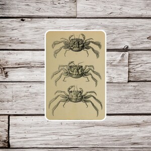 Crab Sticker, Crustacean Sticker, Ocean Sticker, Beach Sticker, Waterproof Sticker, Vintage Crab Sticker, Natural History Sticker