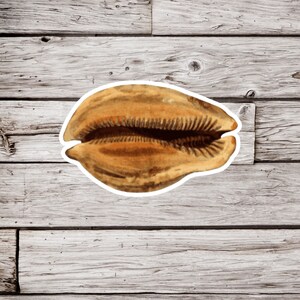 May include: A close-up of a brown seashell with a textured surface. The shell is open and has a light brown interior.