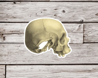 May include: A close-up of a white human skull, viewed from the side, with the jaw slightly open. The skull is isolated against a woodgrain background.