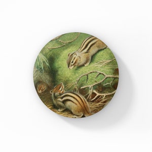 May include: Three chipmunks are shown in a woodland setting. The chipmunks are brown and white with black stripes. The background is green and brown with branches and leaves.