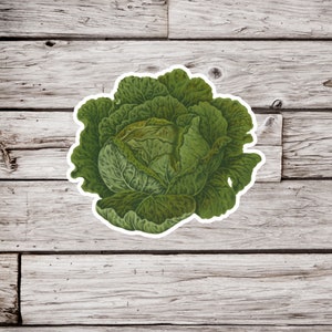 May include: A green cabbage with tightly packed leaves, illustrated in a vintage style.