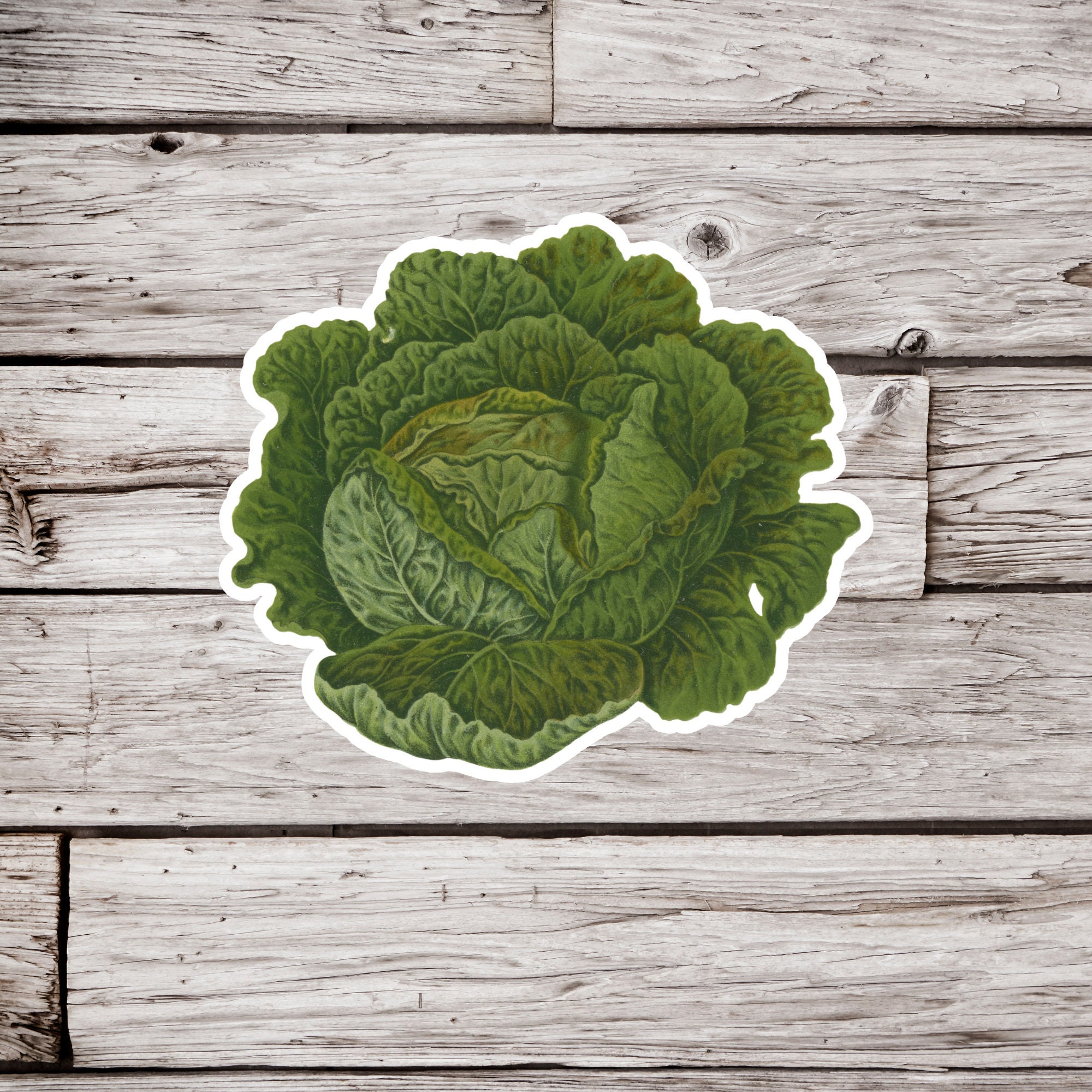 Cabbage Sticker, Vegetable Sticker, Lettuce Sticker, Plant Sticker ...