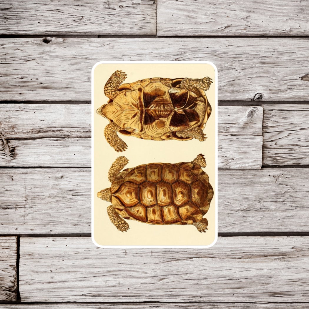 Tortoise Shell Tag Tortoise Sticker, Tortoise Shell Sticker, Reptile Sticker, Vintage ...