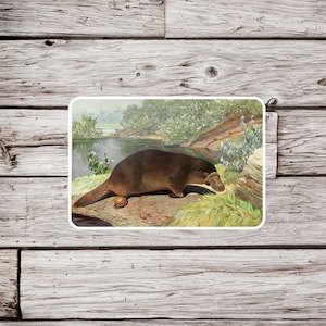 Platypus Sticker, Duck Billed Platypus Sticker, Vintage Platypus Sticker, Waterproof Sticker, Natural History Sticker, Wildlife Sticker