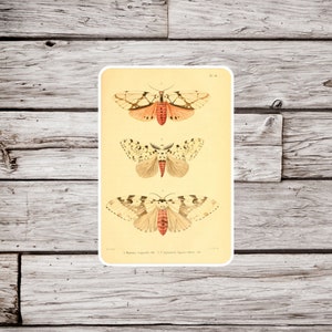 Moth Sticker, Lepidoptera Sticker, Butterfly Sticker, Waterproof Sticker, Vintage Moth Sticker, Natural History Sticker, Insect Sticker