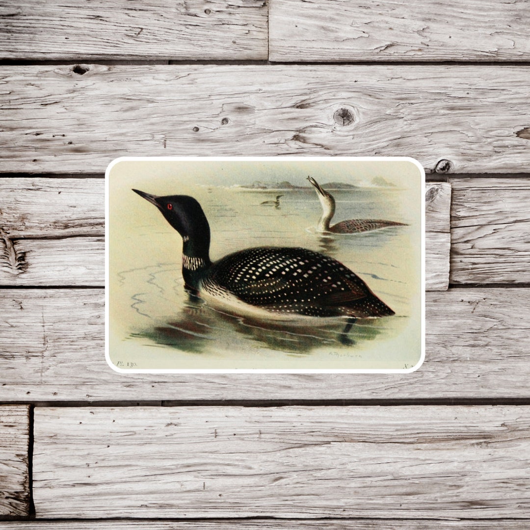 Loon Sticker, Duck Sticker, Bird Sticker, Waterproof Sticker, Vintage ...