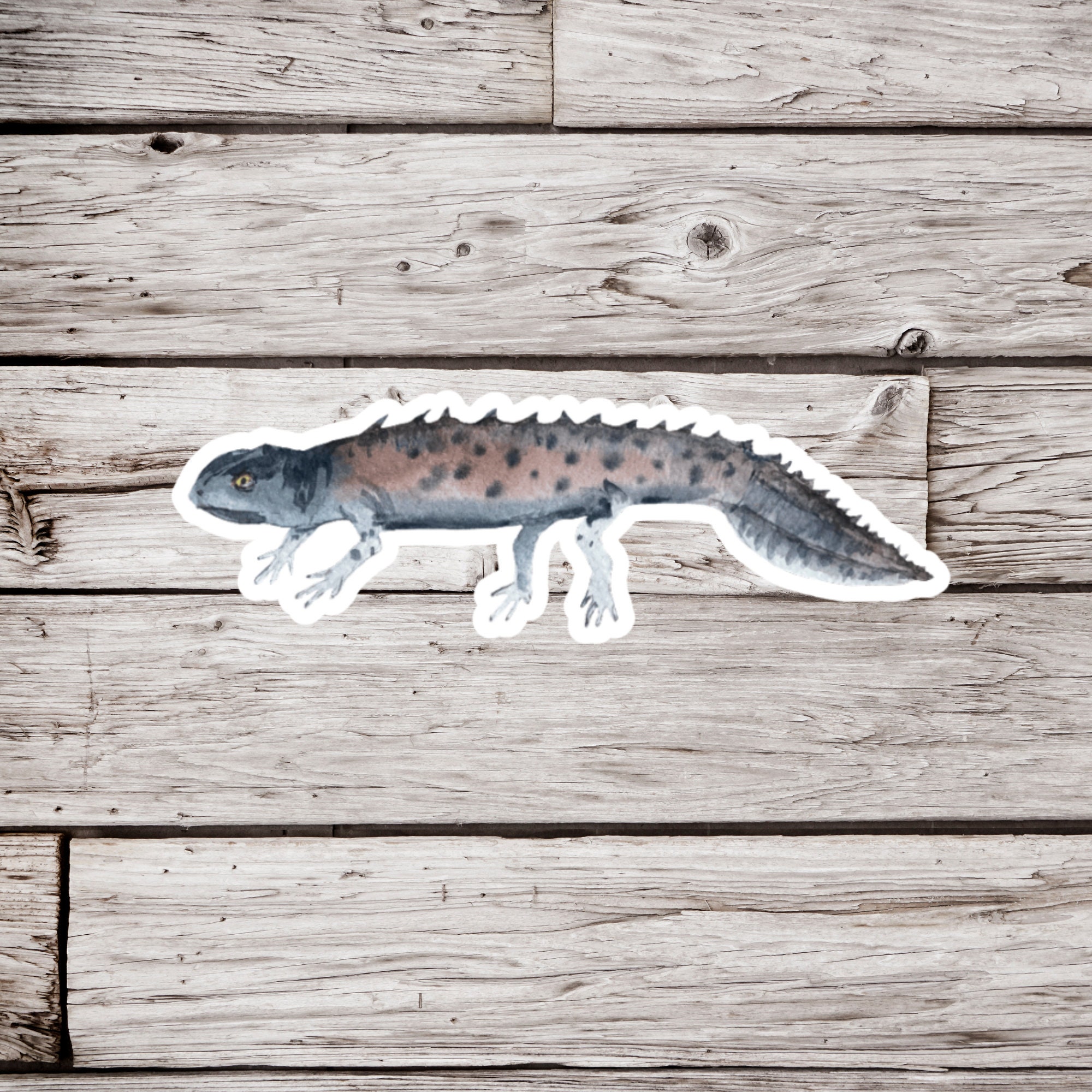 Send Newts Sticker Newt Sticker, Salamander Sticker, Amphibian Sticker, Animal Sticker ...