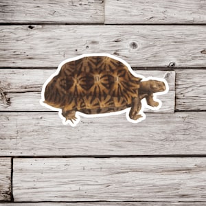 May include: A sticker of a tortoise with a detailed brown and tan shell pattern. The tortoise is depicted in a side profile, with its head and legs visible. The sticker is placed on a weathered, light-colored wooden background.
