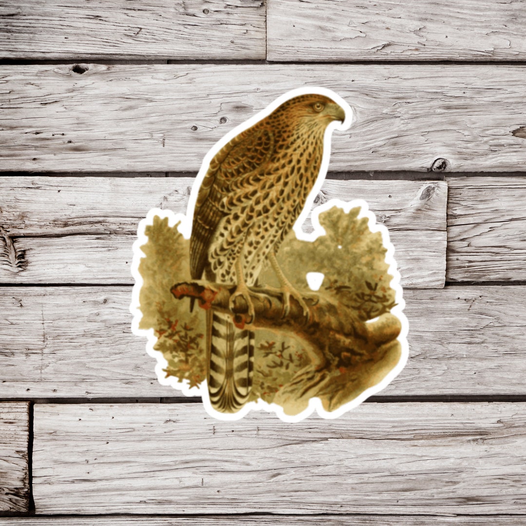Hawk Sticker, Bird Sticker, Vintage Bird Sticker, Wildlife Sticker ...