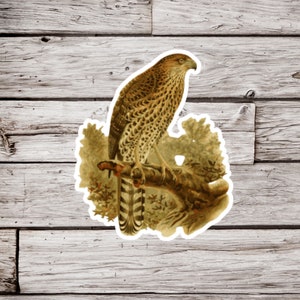 Hawk Sticker, Bird Sticker, Vintage Bird Sticker, Wildlife Sticker, Animal Sticker, Waterproof Sticker, Ornithology Sticker