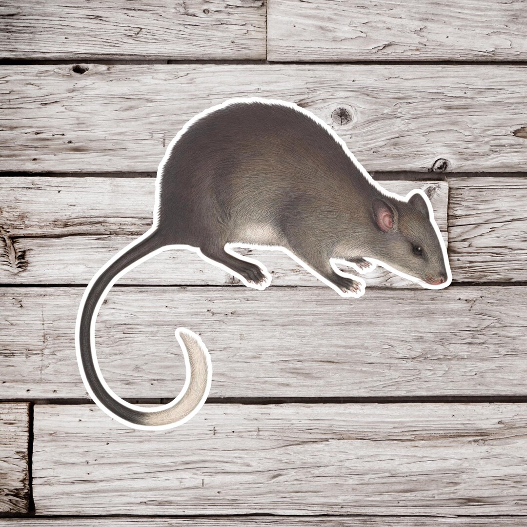 Rat Sticker, Rodent Sticker, Mouse Sticker, Natural History Sticker ...