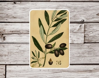 Olive Sticker or Magnet, Vintage Olive Sticker, Waterproof Sticker, Olive Magnet, Black Olive Sticker, Plant Sticker, Olive Branch Sticker