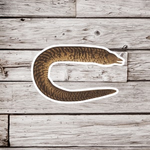 Moray Eel Sticker, Eel Sticker, Muraenidae Sticker, Painted Eel Sticker, Ocean Sticker, Vintage Eel Sticker, Natural History Sticker