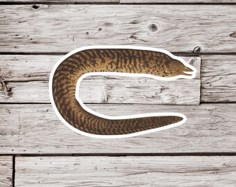 Moray Eel Sticker, Eel Sticker, Muraenidae Sticker, Painted Eel Sticker, Ocean Sticker, Vintage Eel Sticker, Natural History Sticker