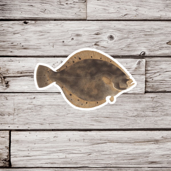 Flounder Sticker, Natural History Sticker, Waterproof Sticker, Vintage Fish Sticker, Halibut Sticker, Fish Sticker, Flounder Magnet