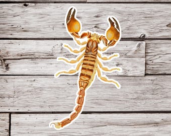 May include: A vintage illustration of a brown and yellow scorpion with a white outline. The scorpion is depicted with detailed anatomical features, including segmented legs, a stinger, and pincers.