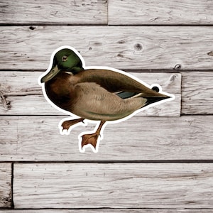 Mallard Duck Sticker, Duck Sticker, Mallard Sticker, Natural History Sticker, Ornithology Sticker, Bird Sticker, Wildlife Sticker