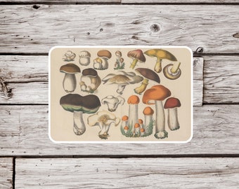 Mushroom Sticker, Natural History Sticker, Waterproof Sticker, Vintage Mycology Sticker, Fungus Sticker, Mycology Sticker, Nature Sticker