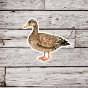 Mallard Sticker, Female Mallard Duck Sticker, Duck Sticker, Bird Sticker, Waterproof Sticker, Wildlife Sticker, Nature Sticker