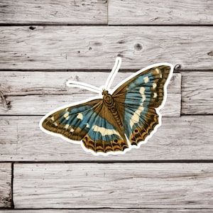 Butterfly Sticker, Lepidoptery Sticker, Moth Sticker, Vintage Butterfly Sticker, Insect Sticker, Natural History Sticker