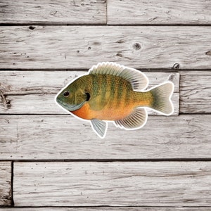 Bluegill Sticker, Gill Sticker, Sunfish Sticker, Fish Sticker, Fishing Sticker, Waterproof Sticker, Fisherman Sticker, Pan Fish Sticker