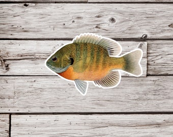 Bluegill Sticker, Gill Sticker, Sunfish Sticker, Fish Sticker, Fishing Sticker, Waterproof Sticker, Fisherman Sticker, Pan Fish Sticker