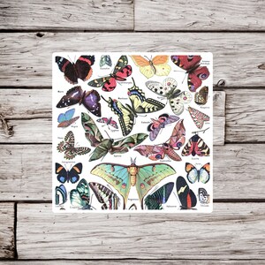 Butterfly Sticker, Lepidoptery Sticker, Natural History Sticker, Insect Sticker, Vintage Butterfly Sticker, Moth Sticker