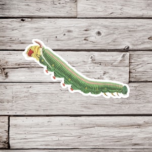Caterpillar Sticker, Vintage Caterpillar Sticker, Lepidoptery Sticker, Insect Sticker, Bug Sticker, Butterfly Sticker, Moth Sticker