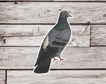 Pode incluir: Um pombo cinza e branco com um pescoço verde iridescente. O pássaro está virado para a direita e tem as asas dobradas. O fundo é uma superfície de madeira envelhecida.