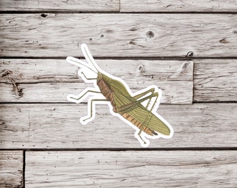 May include: A green grasshopper with brown markings is depicted in a vintage illustration style. The grasshopper is shown in profile, with its legs outstretched and its wings folded. The illustration is set against a background of weathered wood.