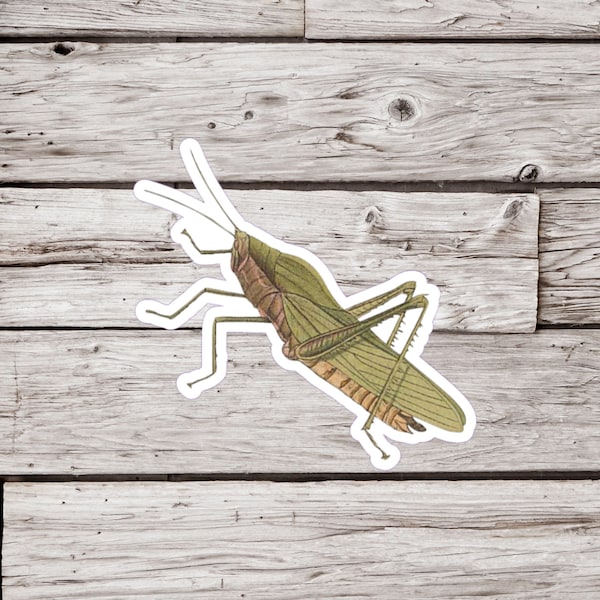 Grasshopper Sticker or Magnet, Grasshopper Sticker, Locust Sticker, Grasshopper Magnet, Insect Sticker, Waterproof Sticker, Locust Magnet