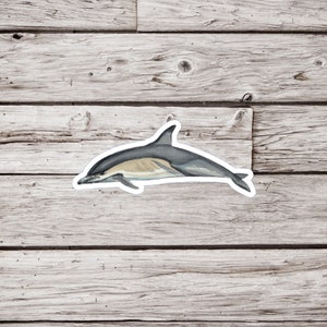 Common Dolphin Sticker, Dolphin Sticker, Porpoise Sticker, Animal Sticker, Ocean Sticker, Wildlife Sticker, Marine Life Sticker