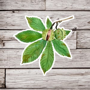 Puede incluir: Ilustración de acuarela de una hoja de castaño verde con tres castañas. Las castañas están parcialmente abiertas, revelando las semillas marrones en el interior.