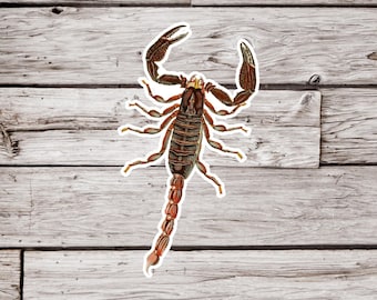 May include: A detailed illustration of a brown scorpion with a segmented body and eight legs. The scorpion is depicted against a woodgrain background.