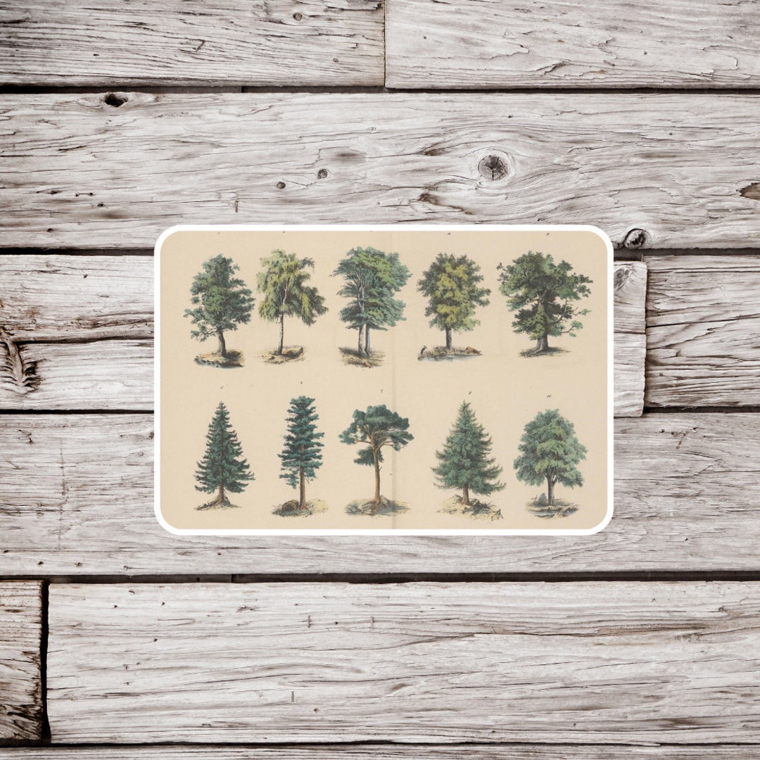 Tree Sticker, Vintage Tree Sticker, Botanical Sticker, Forest Sticker ...