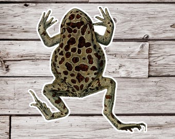 Toad Sticker, Amphibian Sticker, Waterproof Sticker, Frog Sticker, Pond Sticker, Animal Sticker, Wildlife Sticker