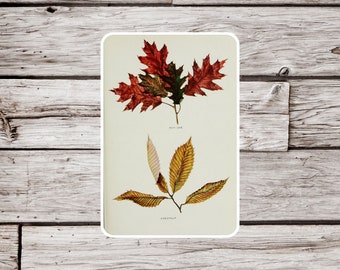 Red Oak Leaf Sticker, Chestnut Leaf Sticker, Vintage Botanical Sticker, Leaf Sticker, Oak Sticker, Plant Sticker, Nature Sticker