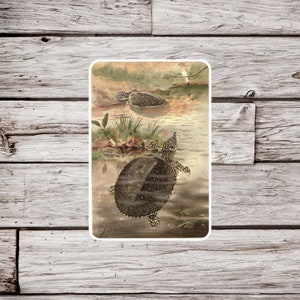 May include: Two turtles swimming in a pond. The turtle in the foreground is black with yellow spots and has its head and neck extended. The turtle in the background is brown and has its head and neck retracted. The image is a vintage illustration.