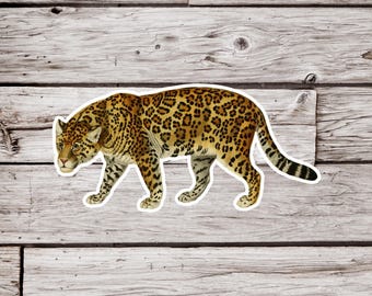 Könnte beinhalten: Ein brauner und schwarzer Jaguar mit Flecken, der auf einer hellbraunen Holzoberfläche geht.