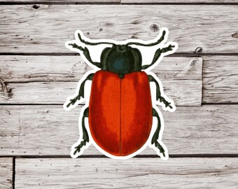 Red Poplar Leaf Beetle Sticker or Magnet, Leaf Beetle Sticker, Beetle Sticker, Insect Magnet, Entomology Sticker, Beetle Magnet