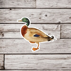 Mallard Duck Sticker, Duck Sticker, Mallard Sticker, Natural History Sticker, Ornithology Sticker, Bird Sticker, Wildlife Sticker